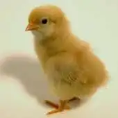 Free play online Baby Animals 1 APK