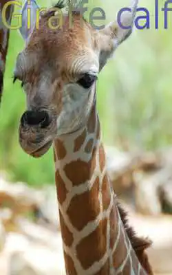 Play Baby Animals 1