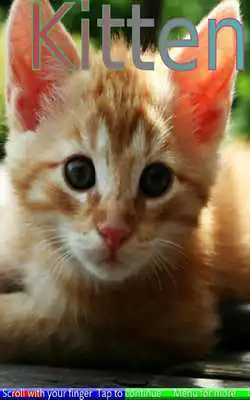 Play Baby Animals 1