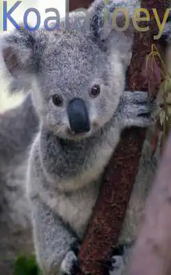 Play Baby Animals 1