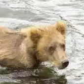 Free play online Baby Bear cubs Wallpapers APK Free play online Baby Bear cubs Wallpapers APK