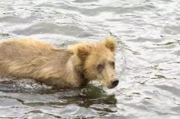 Play Baby Bear cubs Wallpapers