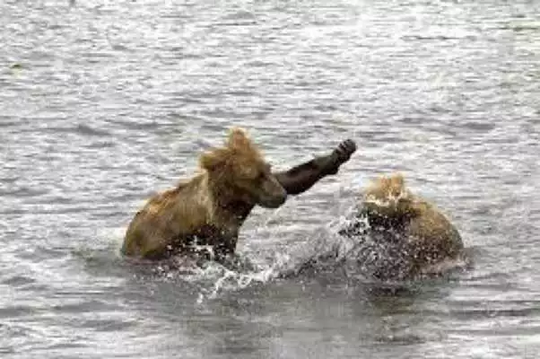 Play Baby Bear cubs Wallpapers