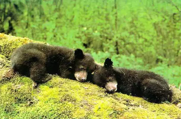 Play Baby Bear cubs Wallpapers