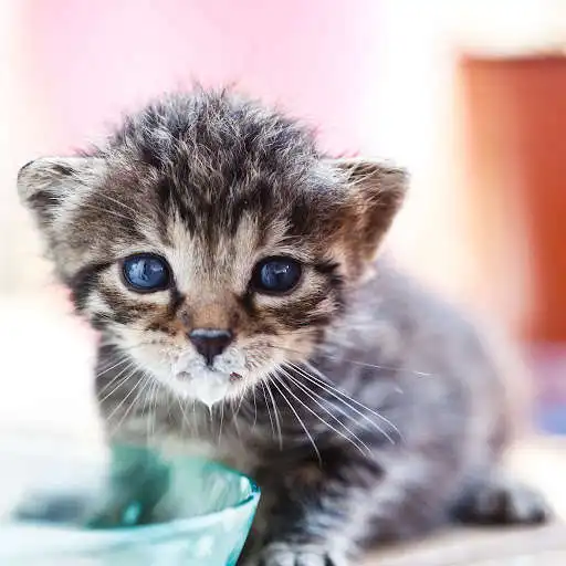 Play Baby Cats Rotate Puzzle FREE  and enjoy Baby Cats Rotate Puzzle FREE with UptoPlay