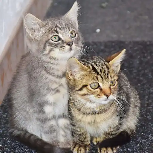 Play Baby Cats Rotate Puzzle FREE as an online game Baby Cats Rotate Puzzle FREE with UptoPlay