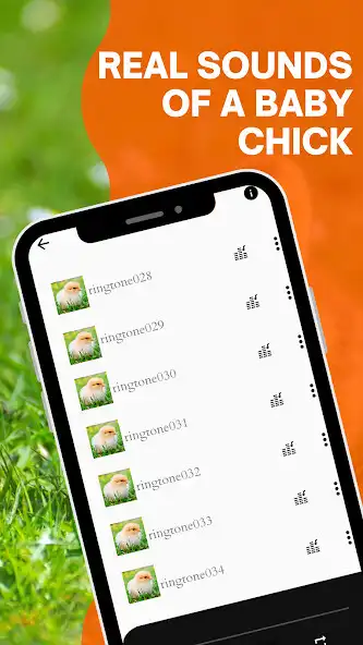 Play Baby chicken sound as an online game Baby chicken sound with UptoPlay