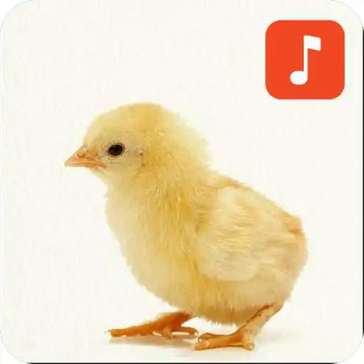Play Baby Chicken Sounds APK Play Baby Chicken Sounds APK