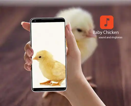 Play Baby Chicken Sounds  and enjoy Baby Chicken Sounds with UptoPlay