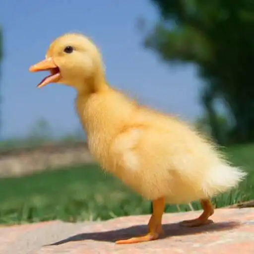 Play Baby Duck Wallpaper APK