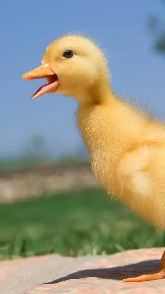 Play Baby Duck Wallpaper  and enjoy Baby Duck Wallpaper with UptoPlay