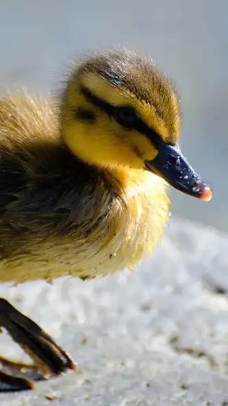 Play Baby Duck Wallpaper as an online game Baby Duck Wallpaper with UptoPlay