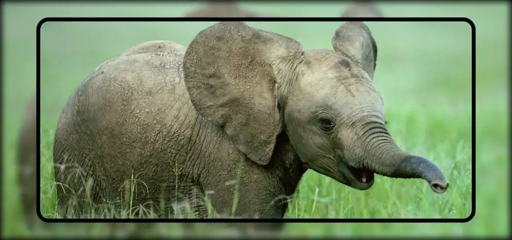 Play Baby Elephant Wallpaper as an online game Baby Elephant Wallpaper with UptoPlay