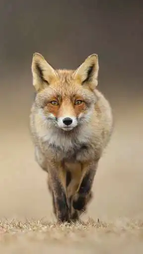 Play Baby Fox Wallpaper  and enjoy Baby Fox Wallpaper with UptoPlay