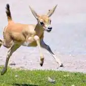 Free play online Baby Gazelle Wallpaper Images APK Free play online Baby Gazelle Wallpaper Images APK