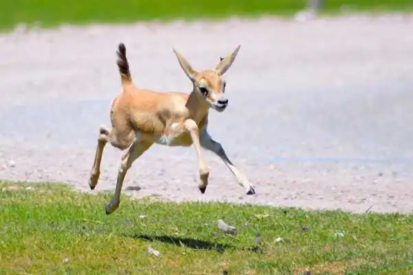 Play Baby Gazelle Wallpaper Images