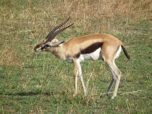 Play Baby Gazelle Wallpaper Images