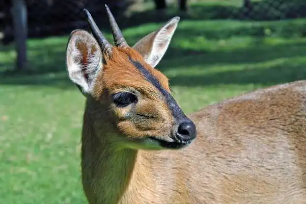 Play Baby Gazelle Wallpaper Images