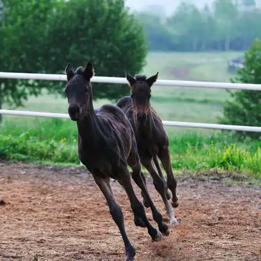 Play Baby Horse Wallpaper APK