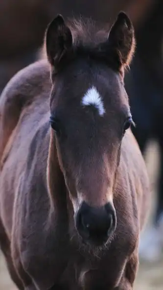 Play Baby Horse Wallpaper  and enjoy Baby Horse Wallpaper with UptoPlay