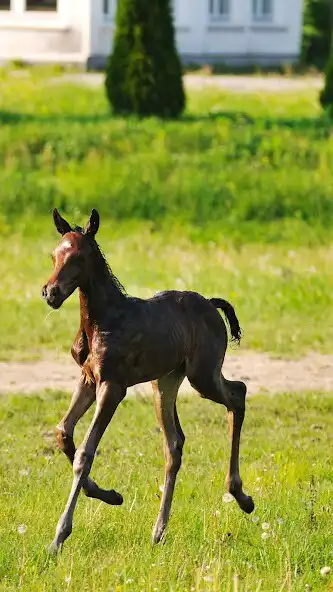 Play Baby Horse Wallpaper as an online game Baby Horse Wallpaper with UptoPlay