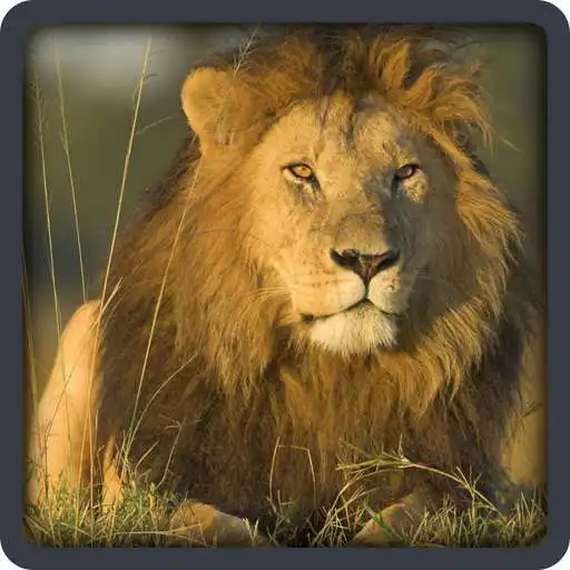 Play Baby learning Animals (Card) APK Play Baby learning Animals (Card) APK