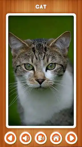 Play Baby learning Animals (Card) as an online game Baby learning Animals (Card) with UptoPlay
