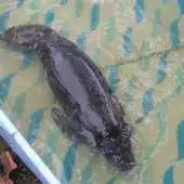 Free play online Baby Manatee Wallpaper Images APK