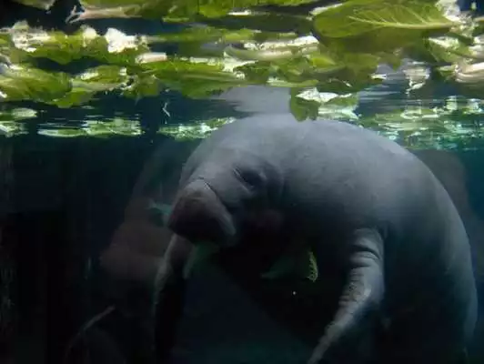 Play Baby Manatee Wallpaper Images