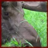 Free play online Baby Moose wallpapers APK