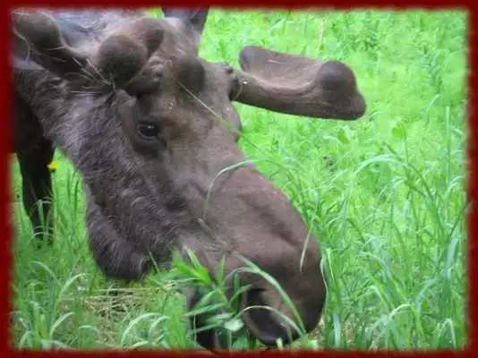 Play Baby Moose wallpapers Play Baby Moose wallpapers