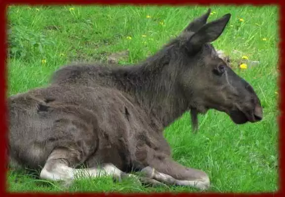 Play Baby Moose wallpapers Play Baby Moose wallpapers