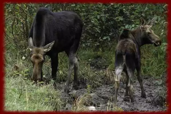 Play Baby Moose wallpapers Play Baby Moose wallpapers