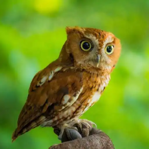 Play Baby Owl Wallpaper APK