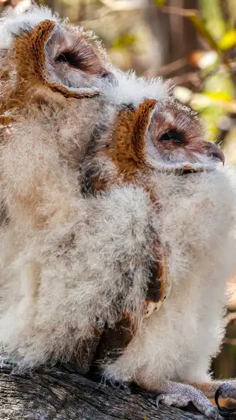 Play Baby Owl Wallpaper  and enjoy Baby Owl Wallpaper with UptoPlay