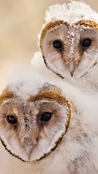 Play Baby Owl Wallpaper as an online game Baby Owl Wallpaper with UptoPlay