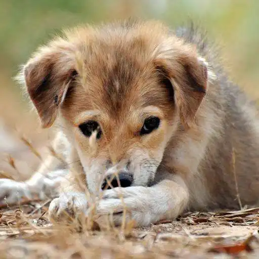 Run free android online Baby Puppies HD Wallpaper APK