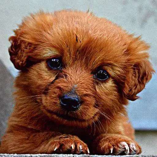 Free play online Baby Puppy Wallpaper APK Free play online Baby Puppy Wallpaper APK
