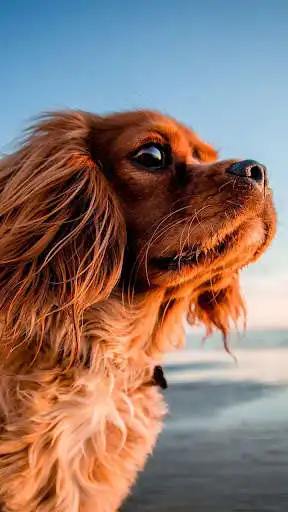 Play Baby Puppy Wallpaper