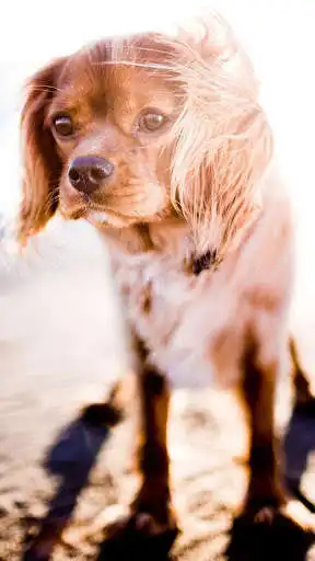 Play Baby Puppy Wallpaper