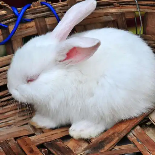 Play Baby Rabbit Wallpaper APK