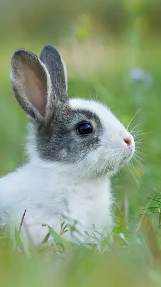 Play Baby Rabbit Wallpaper  and enjoy Baby Rabbit Wallpaper with UptoPlay
