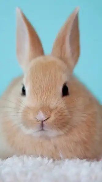 Play Baby Rabbit Wallpaper as an online game Baby Rabbit Wallpaper with UptoPlay