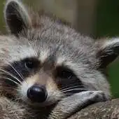 Free play online Baby Raccoons Wallpaper Images APK Free play online Baby Raccoons Wallpaper Images APK
