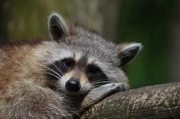 Play Baby Raccoons Wallpaper Images