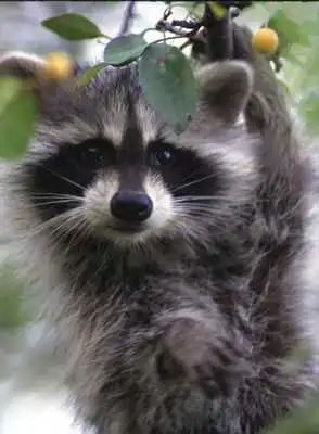 Play Baby Raccoons Wallpaper Images