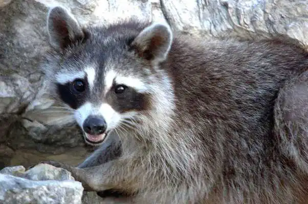 Play Baby Raccoons Wallpaper Images