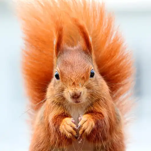 Play Baby squirrel sounds APK