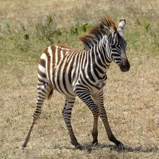 Play Baby Zebra Wallpaper APK