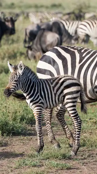 Play Baby Zebra Wallpaper  and enjoy Baby Zebra Wallpaper with UptoPlay